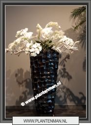 orchidee wit in river black